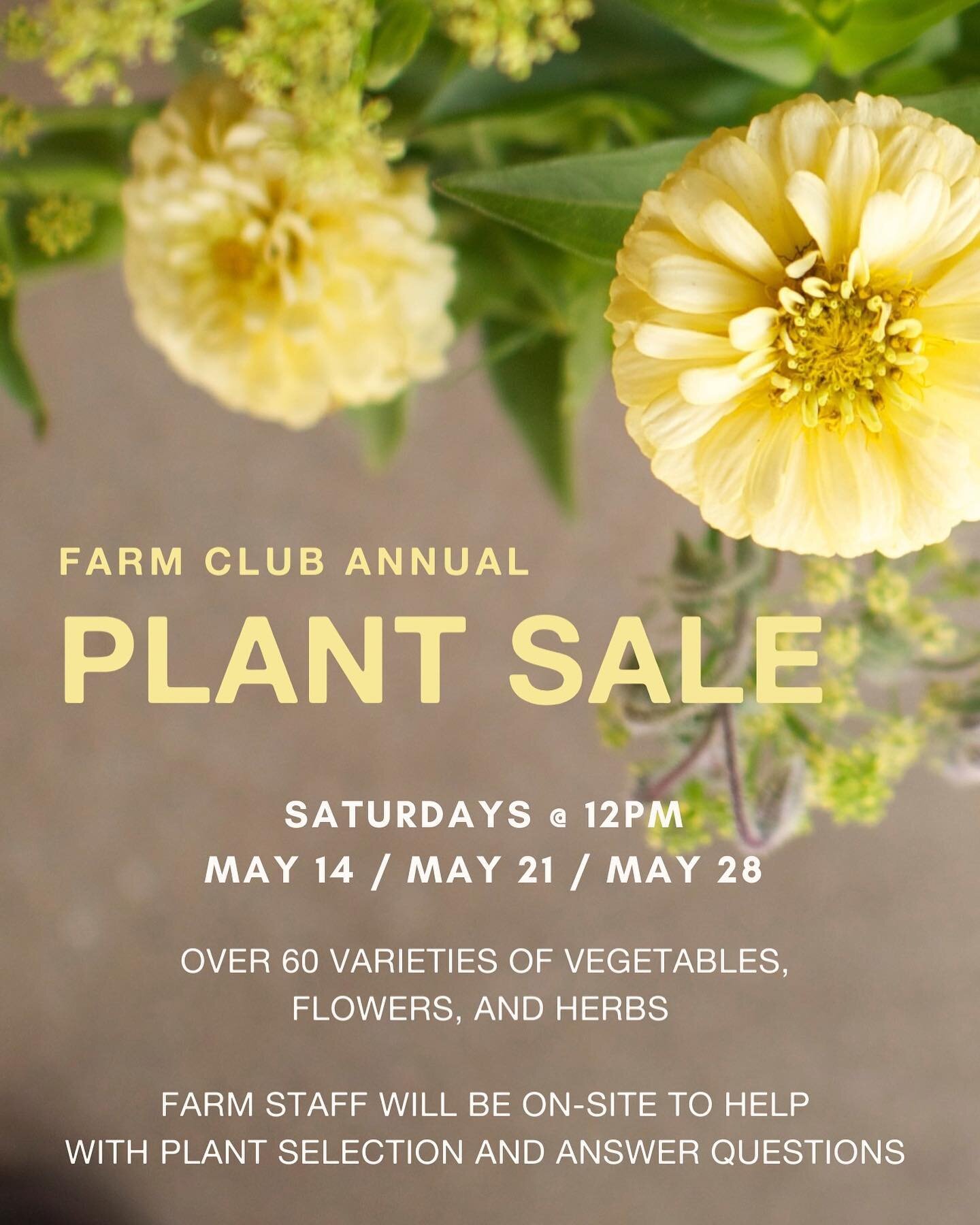 Our plant sale will take place at Farm Club this year! No need to place pre orders, the farmers are busy planting up a storm so we can have plenty of selection and a huge variety of extra fancy plants. Nic, Melinda and the Loma crew will be at each p