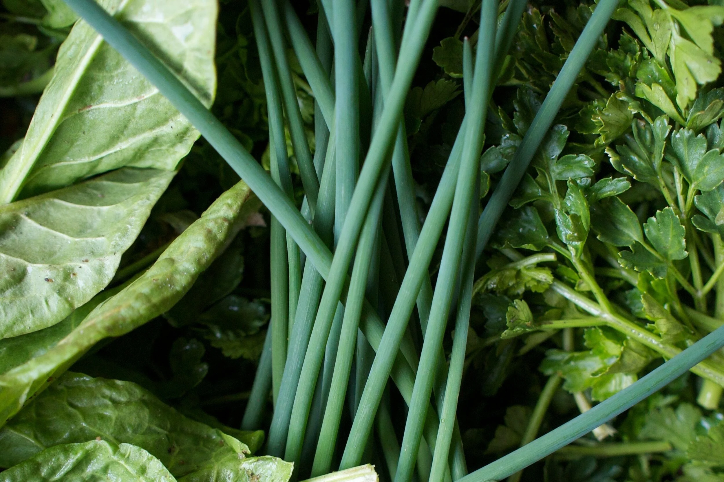 sorrel%252C%2Bchives%2B%2526%2Bparsley.jpg