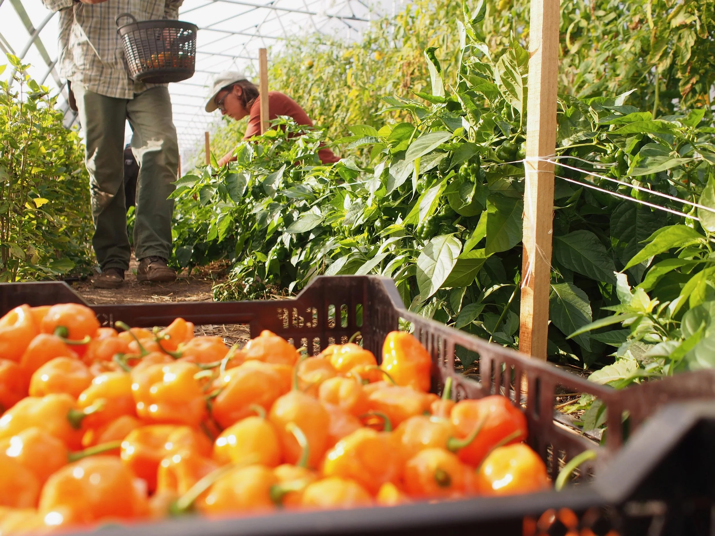 habanero harvest hoop1.JPEG