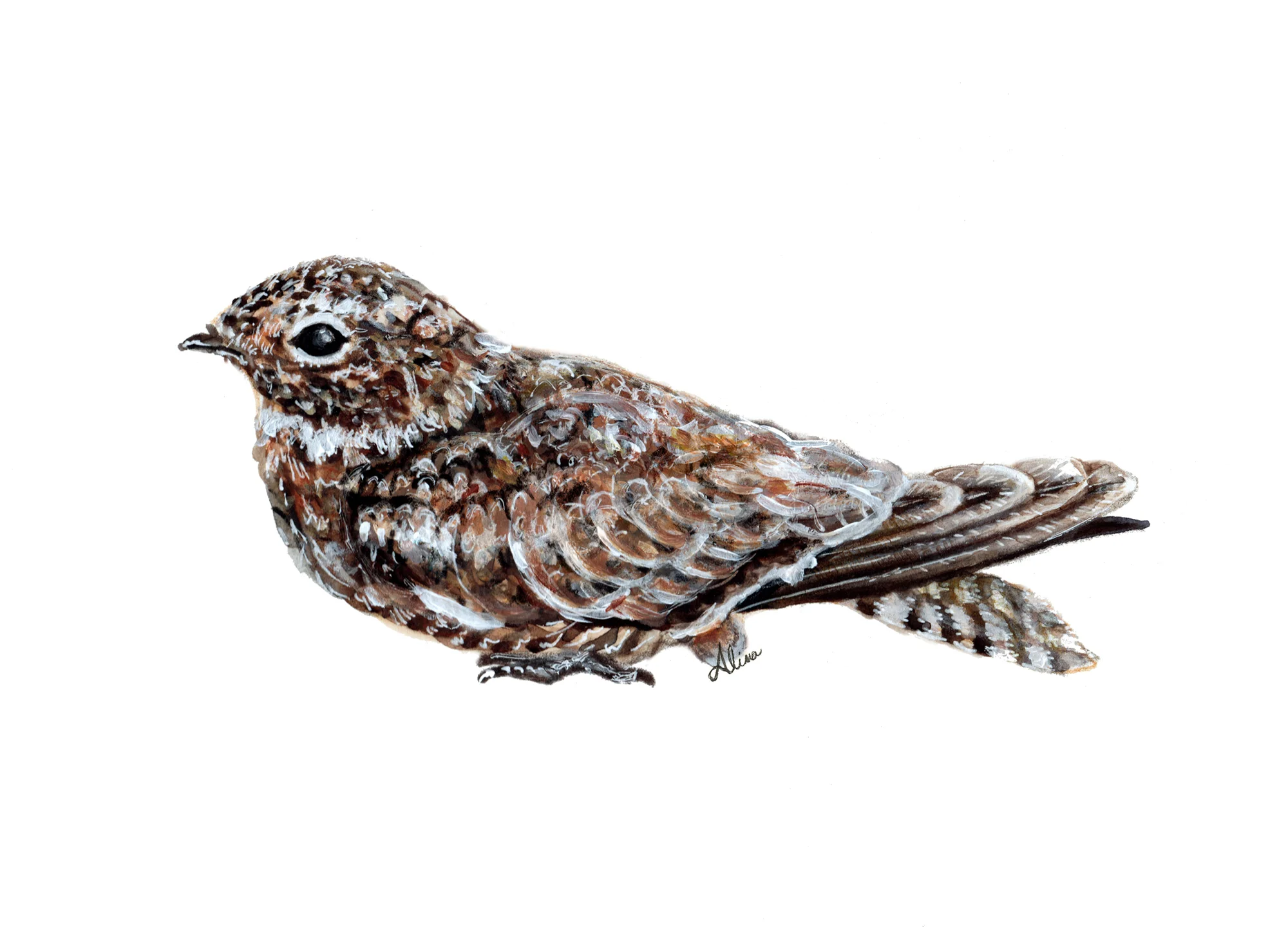 Antilean Nighthawk