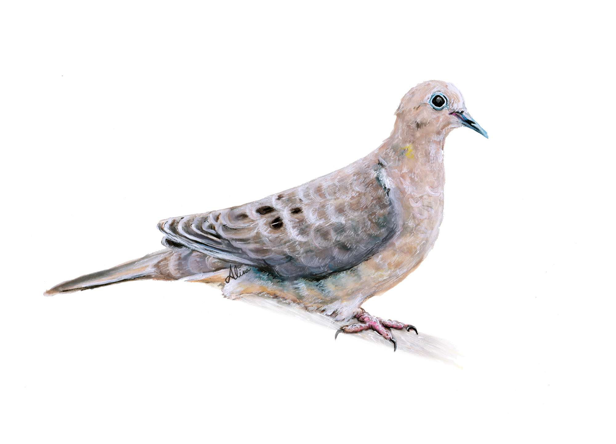 Mourning Dove