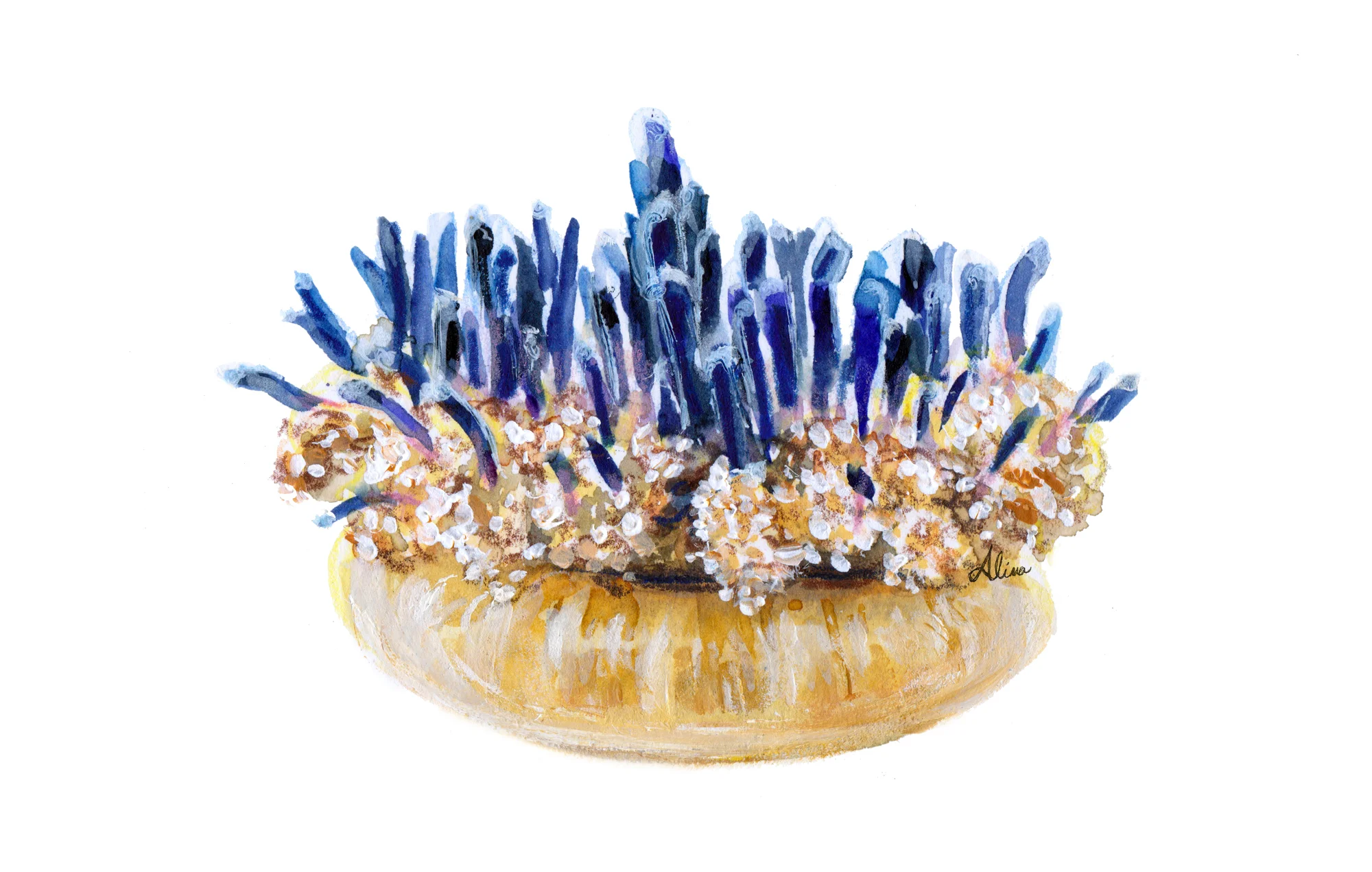 Upside-down Jellyfish