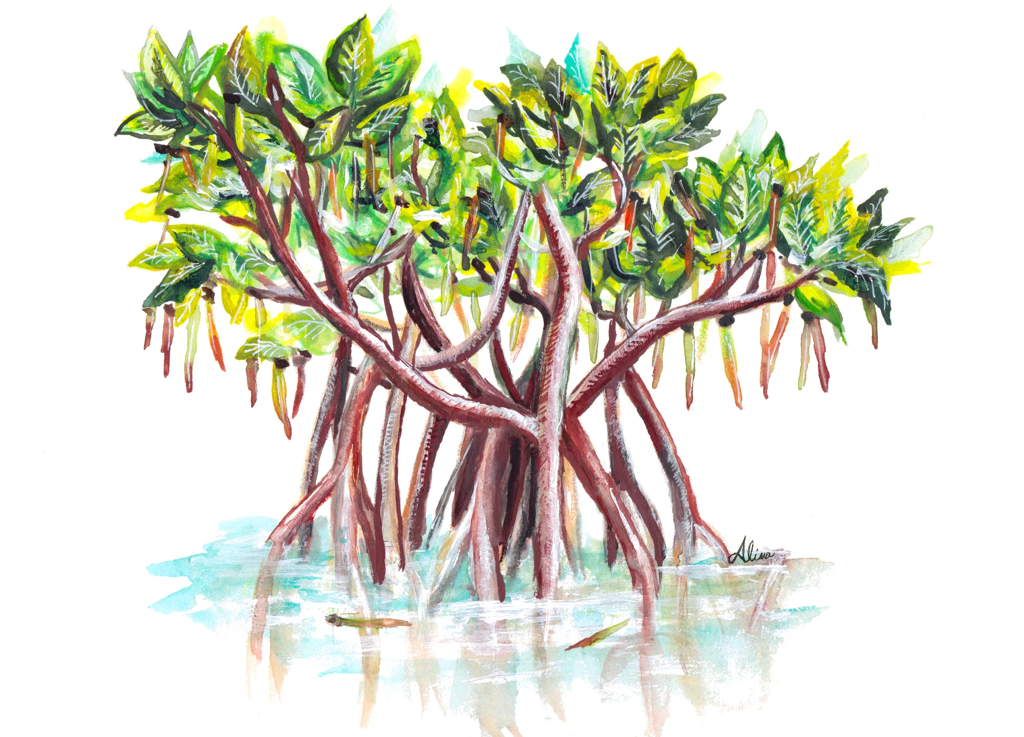 Red Mangrove