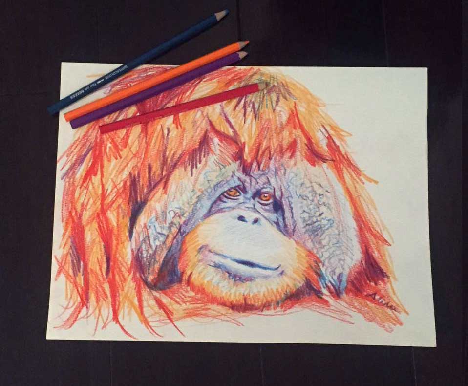 Chantek Study , 2017, Colored pencil on paper