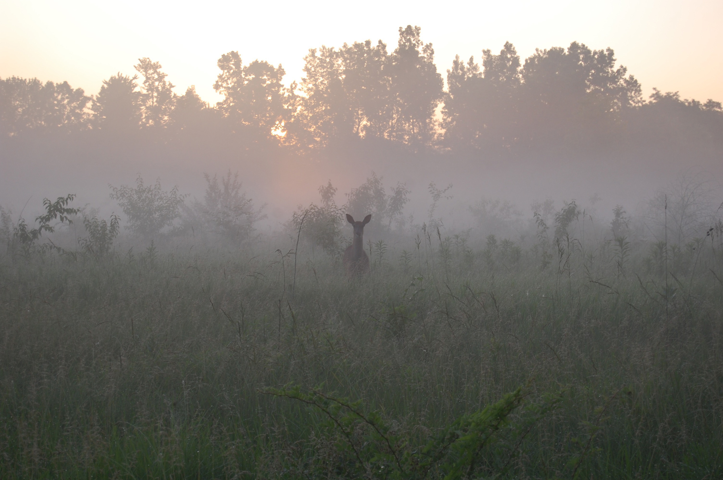 DSC_0537.jpg