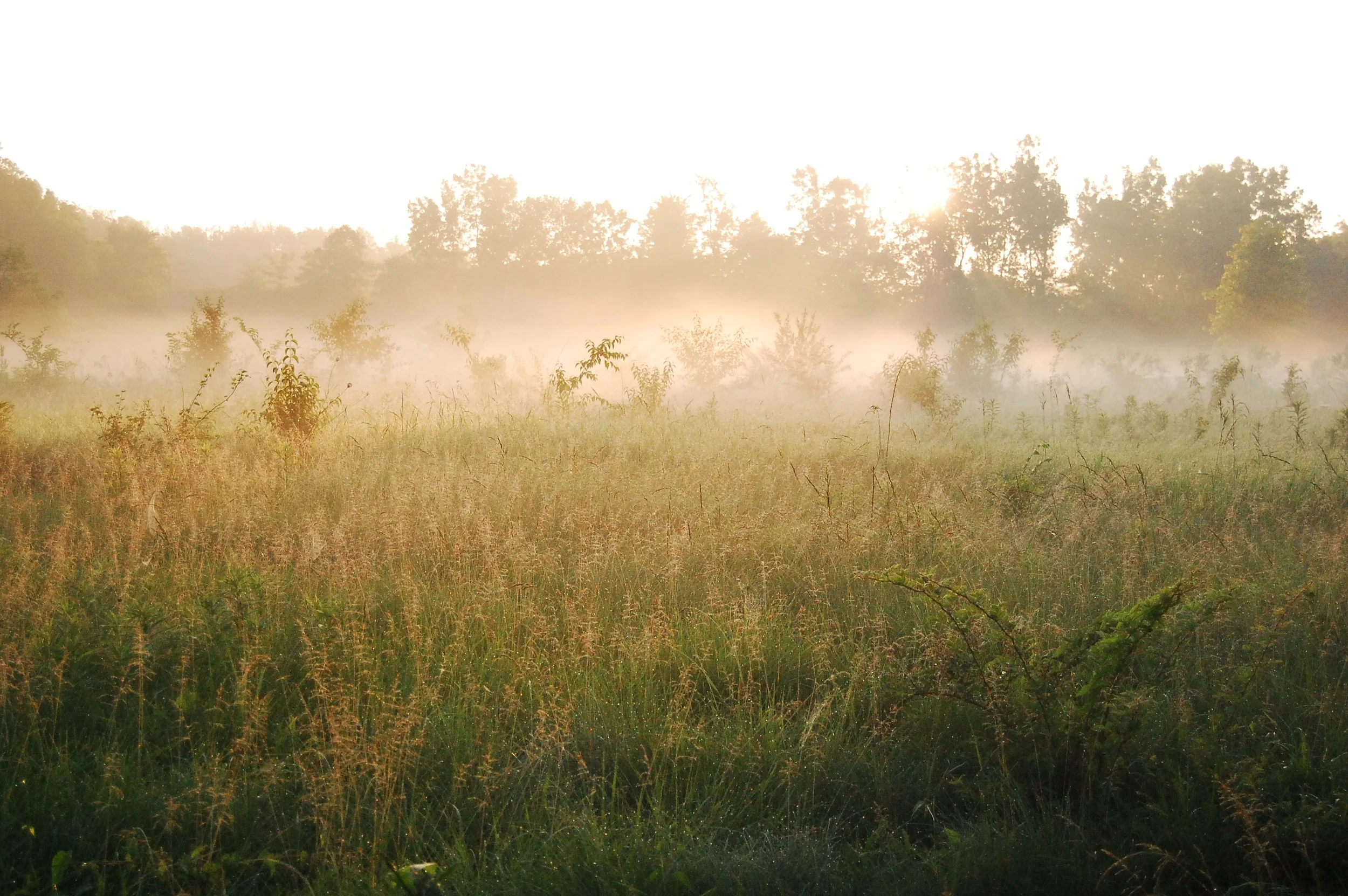 DSC_0651.jpg