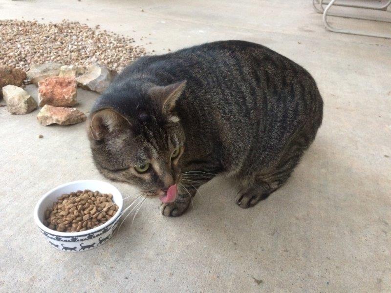 Does anyone recognize this big, gorgeous guy? He showed up hungry on the back porch at 4103 Paseo this morning (11/29). So of course I fed him and he showed up hungry for dinner too :). No collar or tags, and I haven't hauled him to a vet to check for a chip. Please contact leslie.bush@gmail.com or 512-217-8288 if you know where he ought to be. Many thanks.