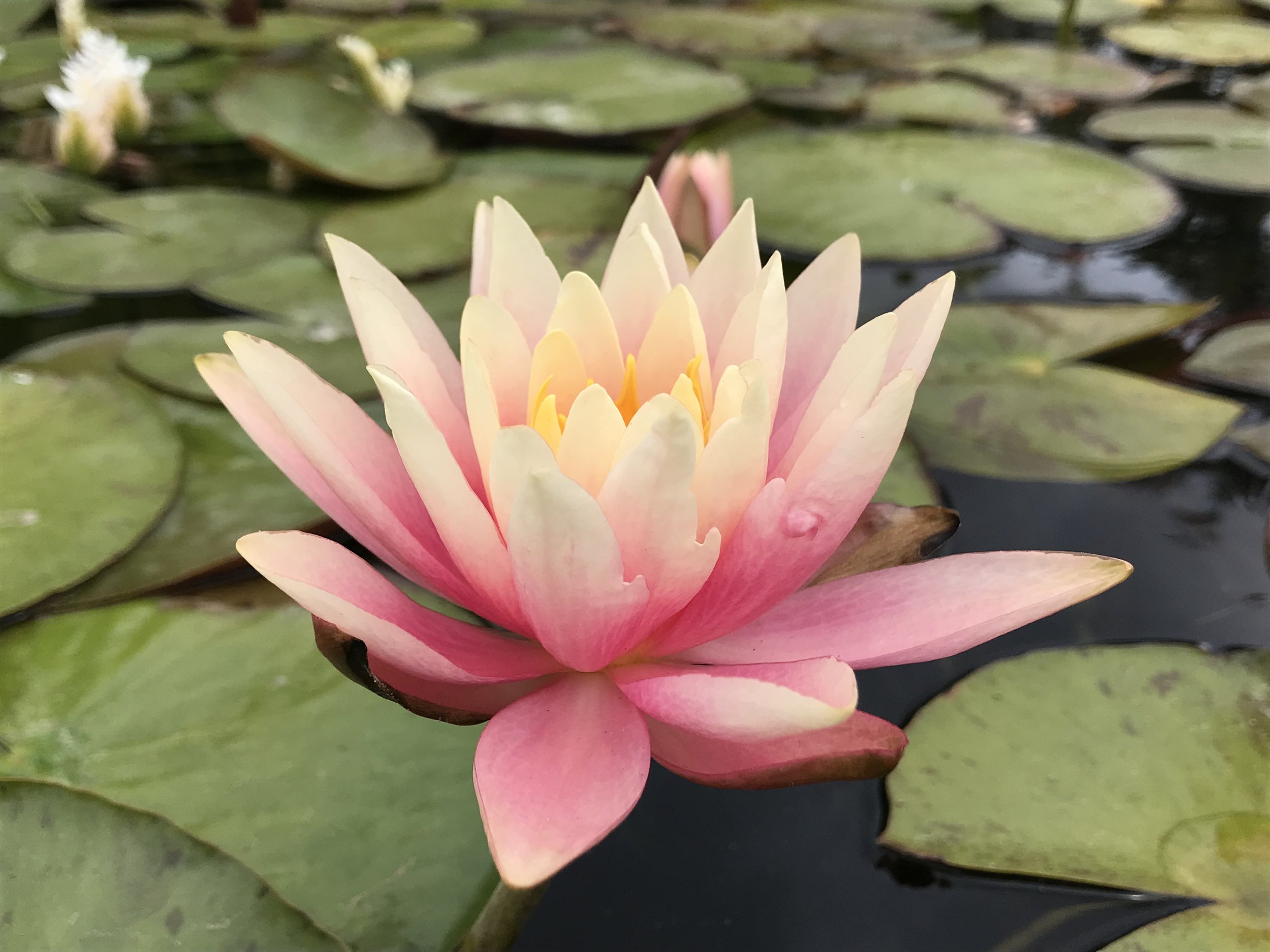 Lily Pads at Mission San Juan Capistrano, by Melissa Beckwith