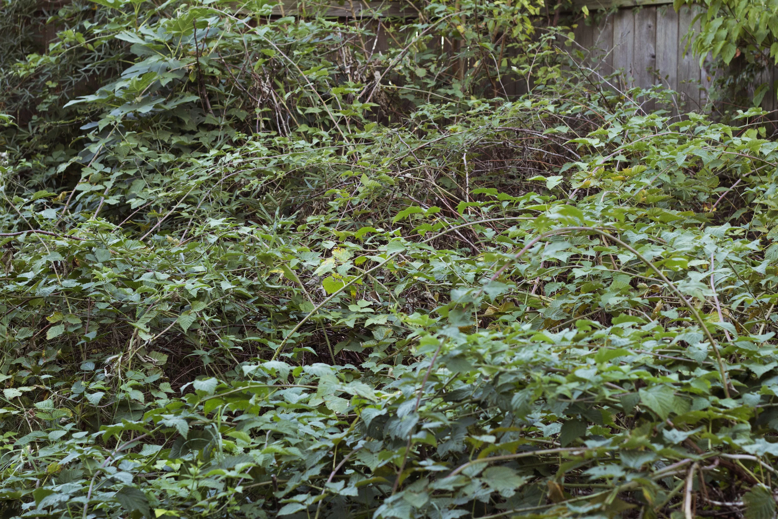 BackYard_Vines.jpg