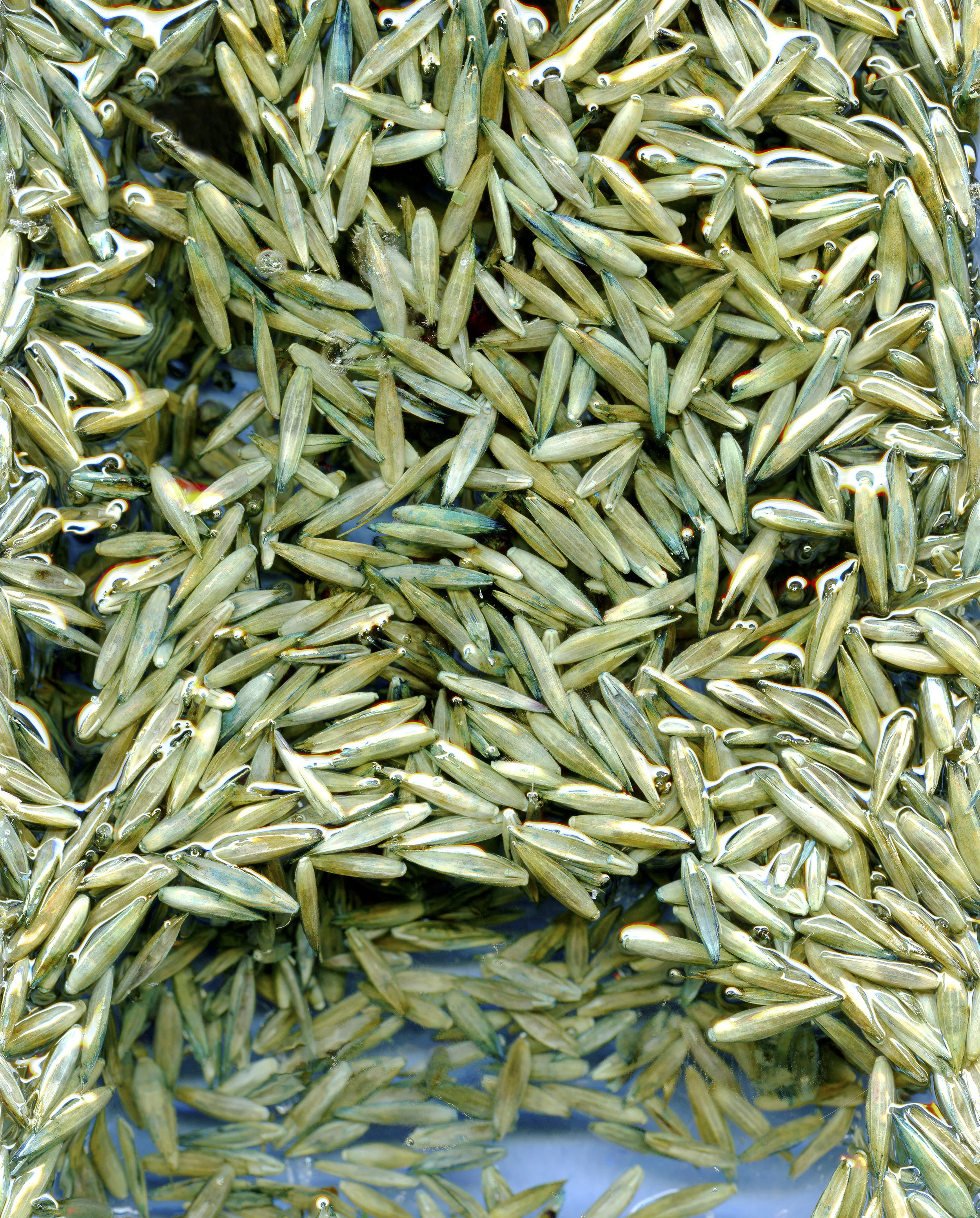 grasseed.jpg