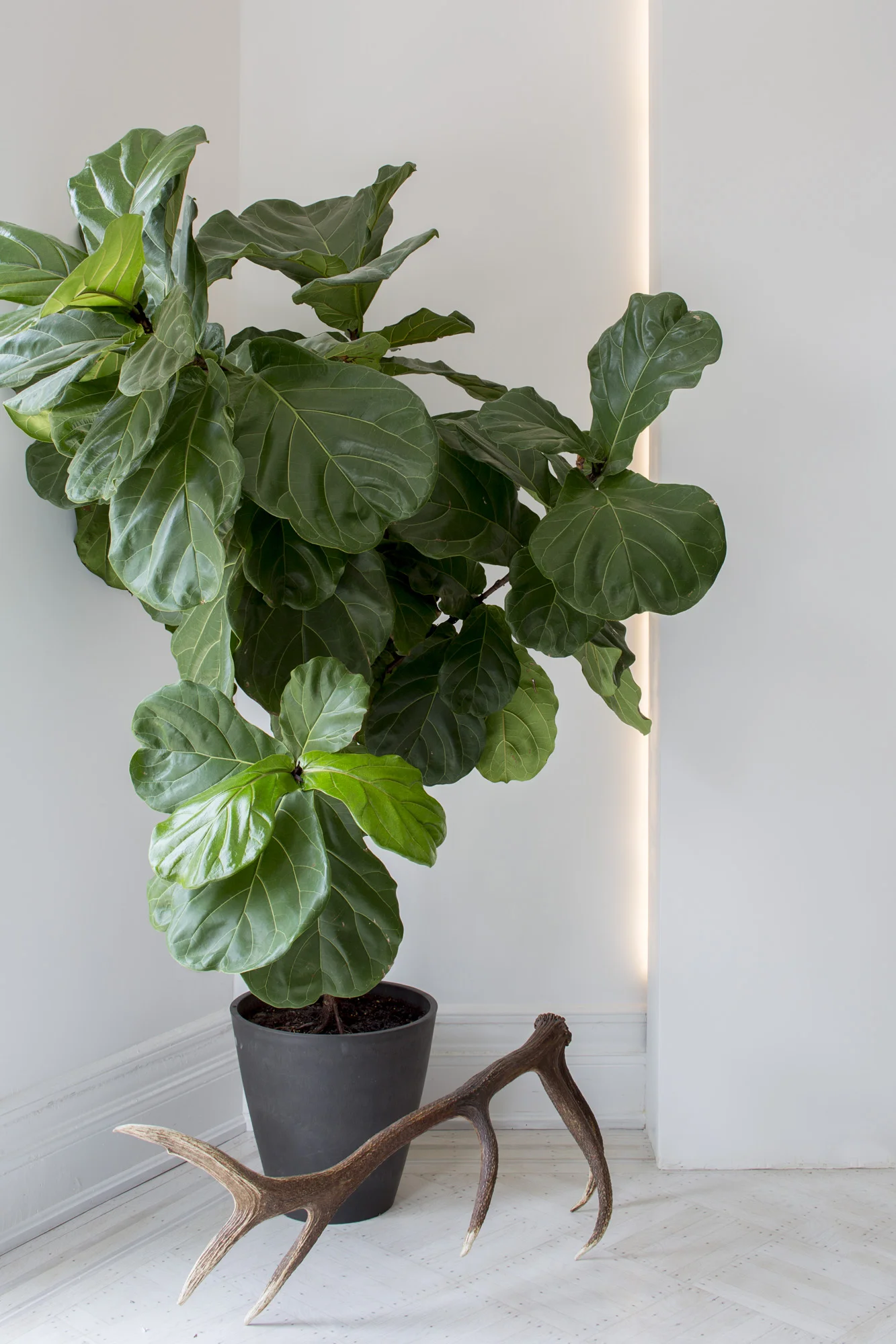 265 Stuyvesant Ave-330-Edit.jpg