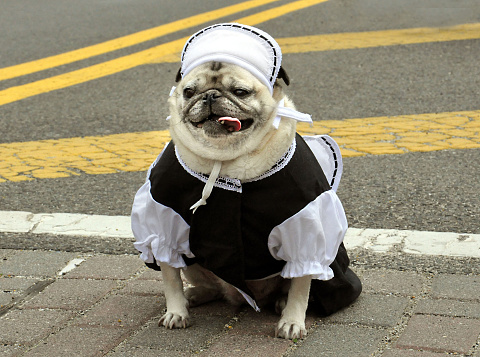 32nd Annual Do-dah Festival!