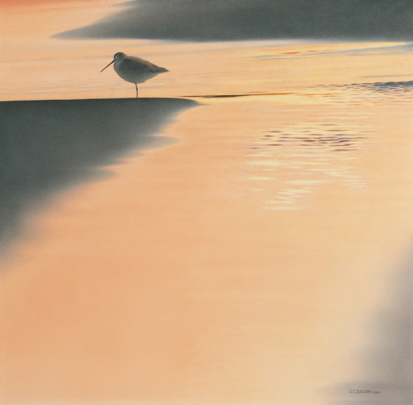 Dowitcher