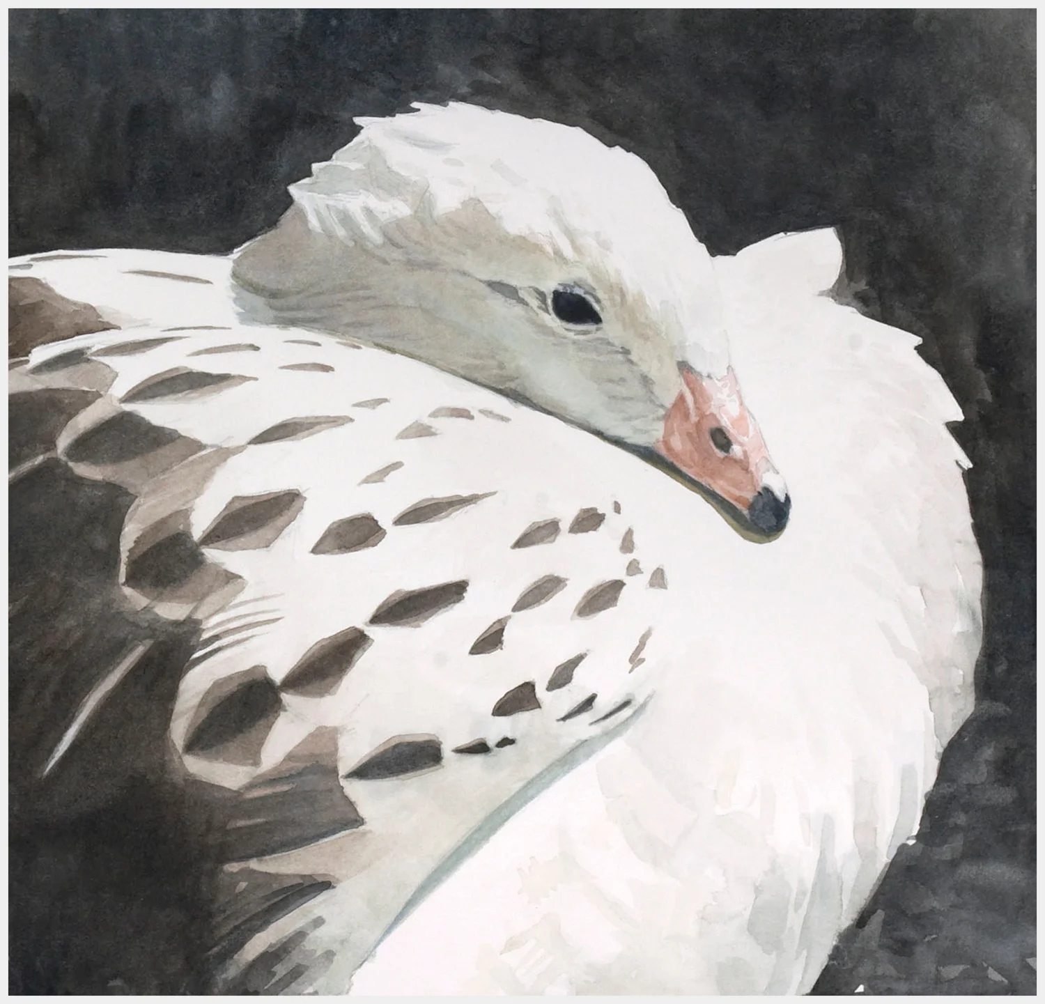 Study-for-Andean-Goose-CROPPED.jpg