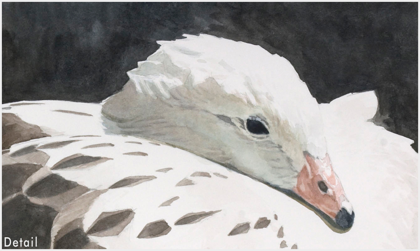 Study-for-Andean-Goose-42-f-DETAIL.jpg
