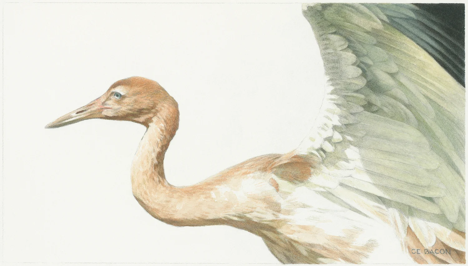 Study-For-Young-Whooping-Crane.jpg