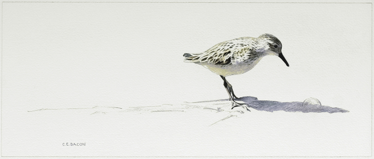 Semipalmated-Sandpiper-Study.jpg