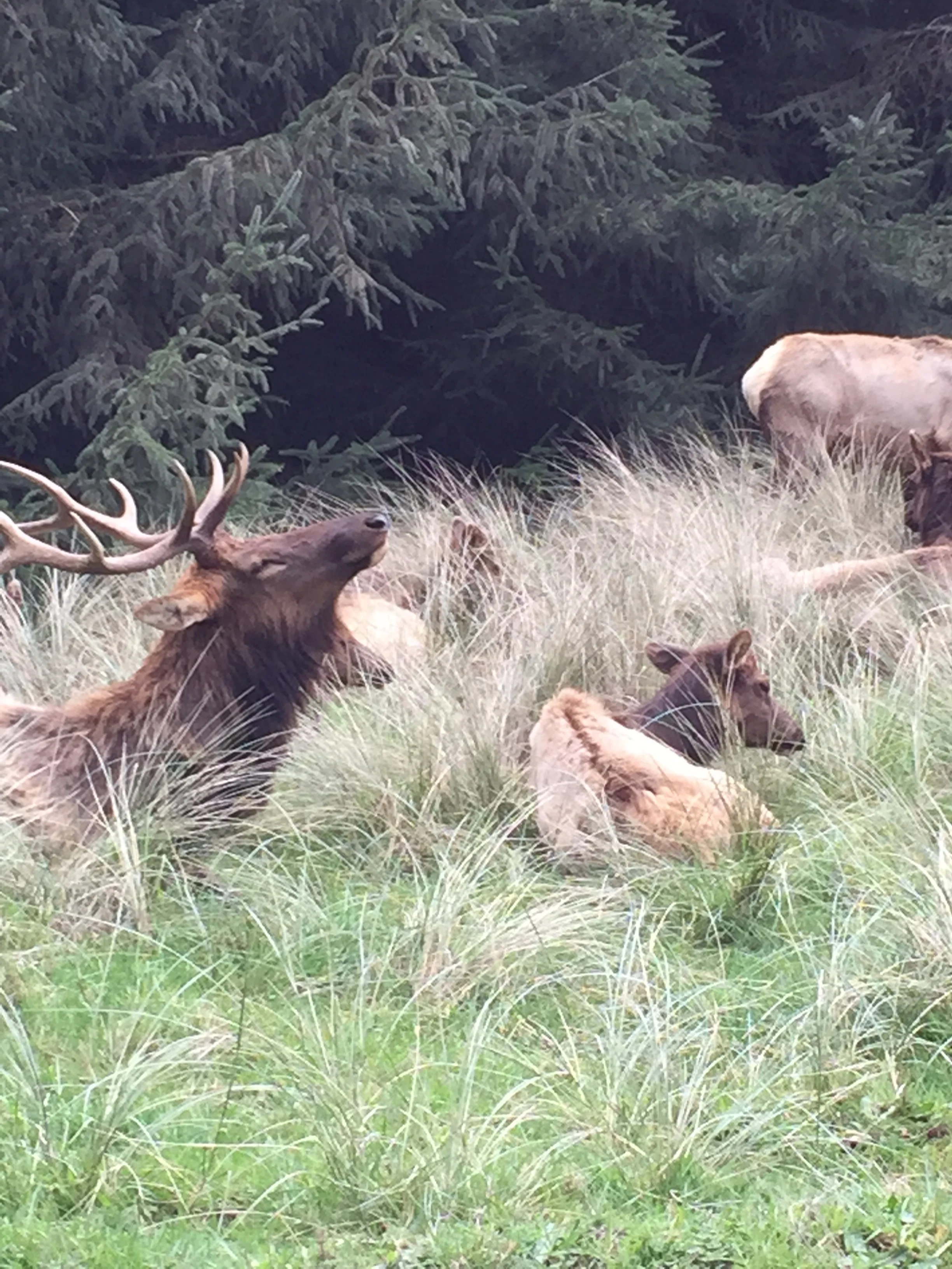 How I plan on surviving a bear attack.