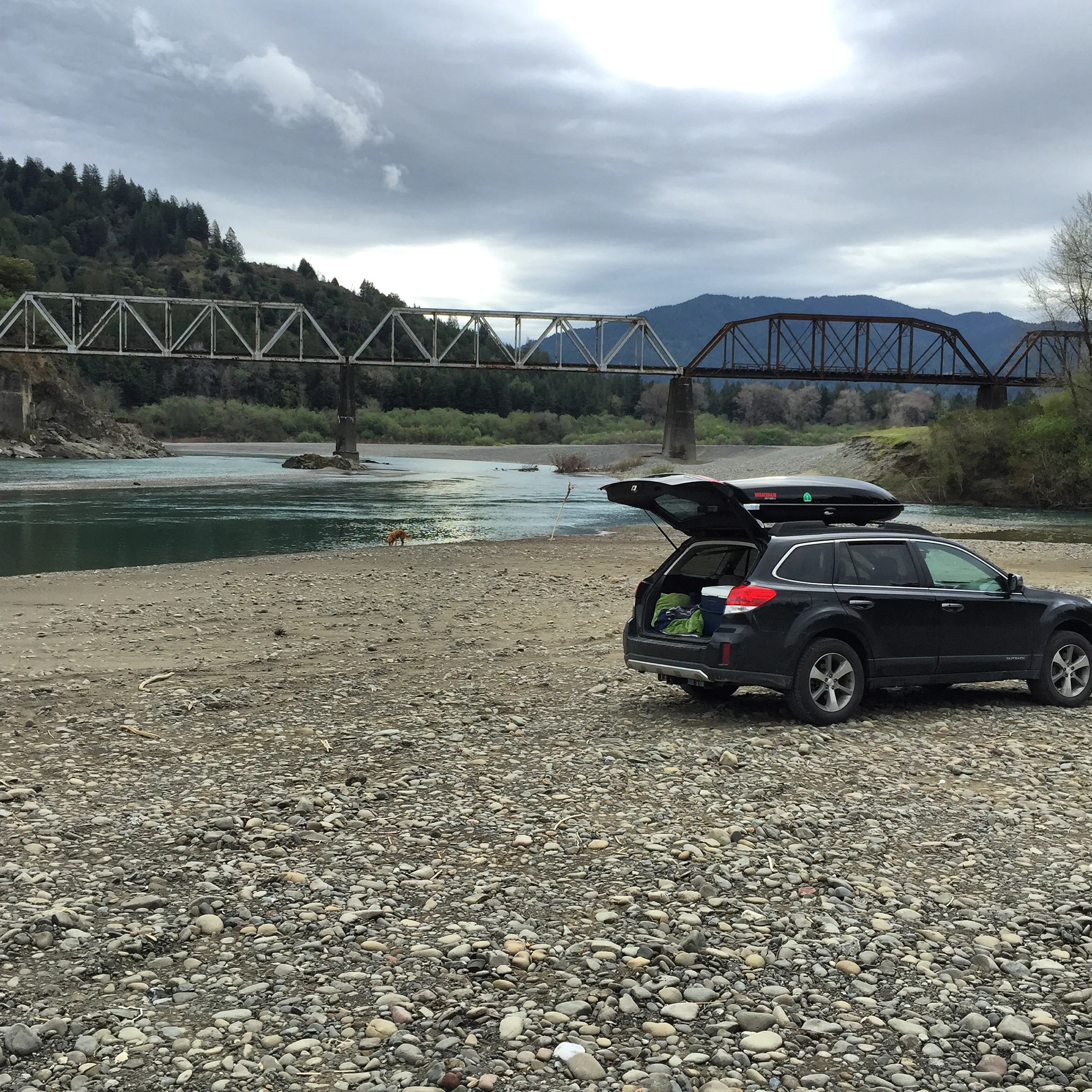 Racoons are eating my Subaru.