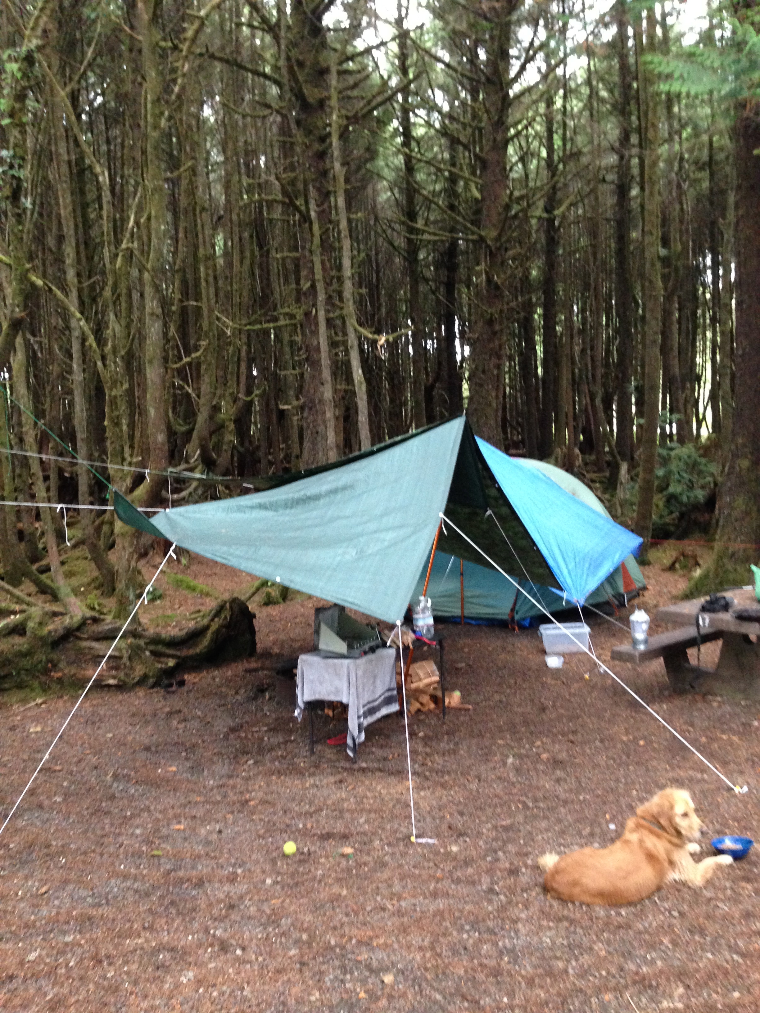 Preparing for the wind and rain #olympicnationalpark#protectingafire#knotsaresexy