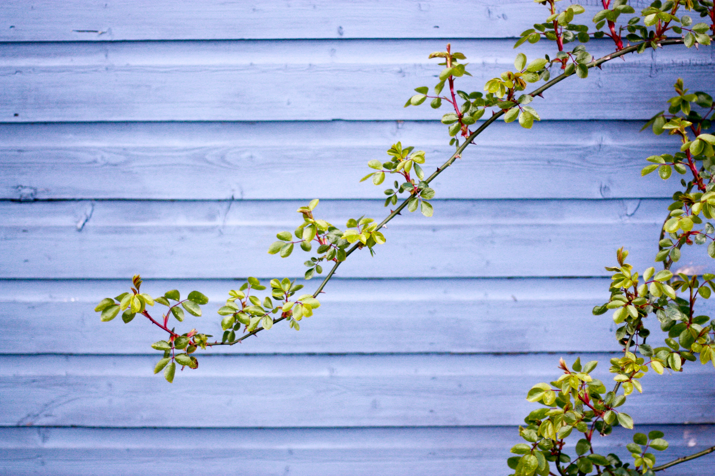 Kilcoan Gardens-29.jpg
