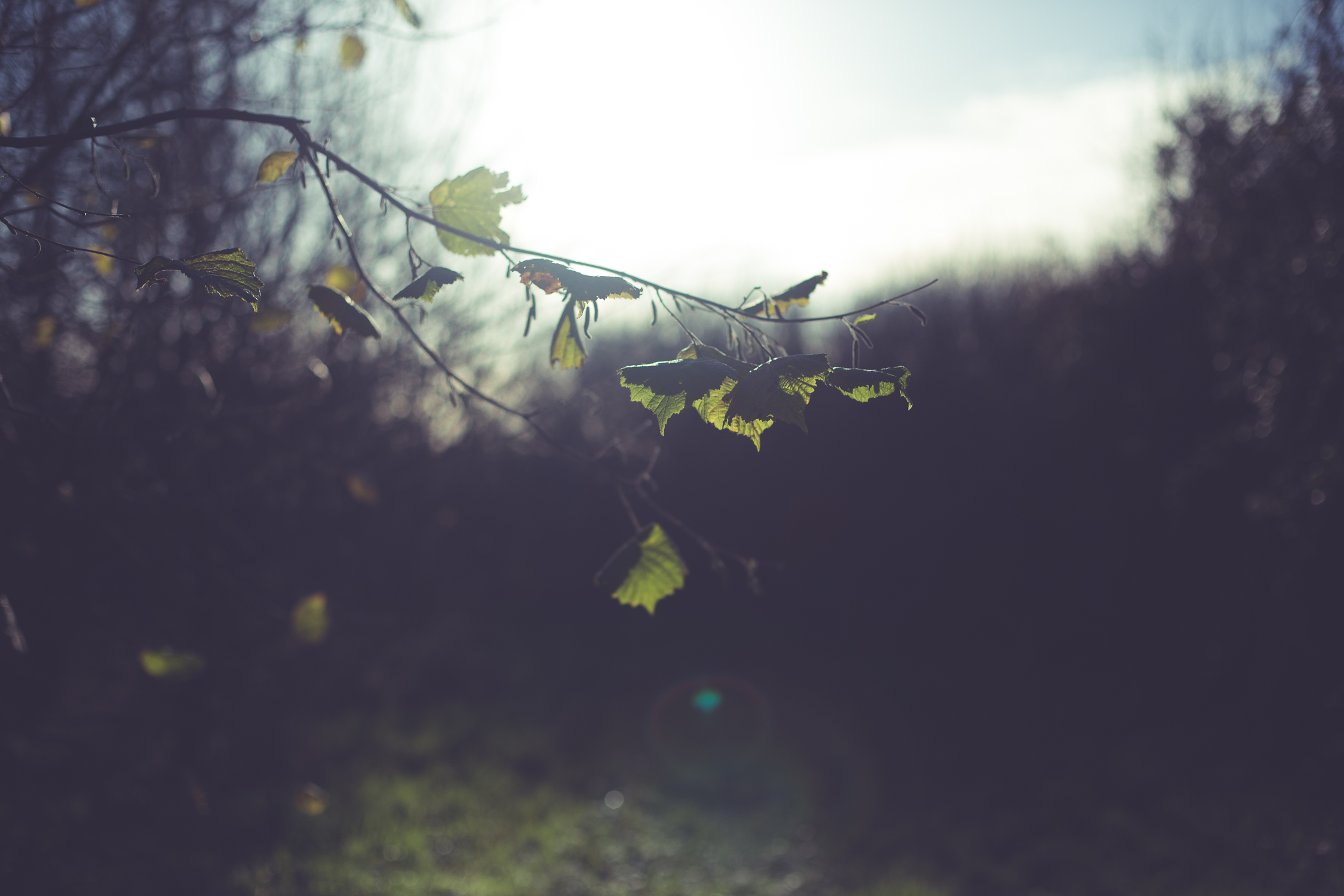 Wreath foraging-2.jpg