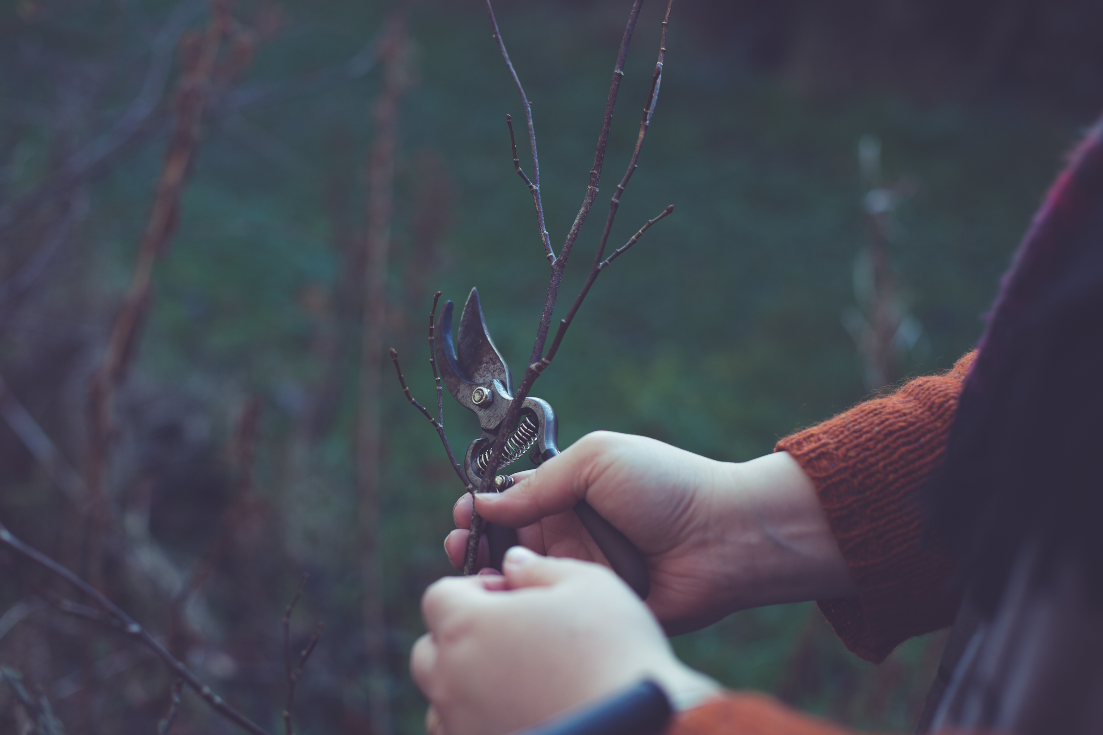 Wreath foraging-4.jpg