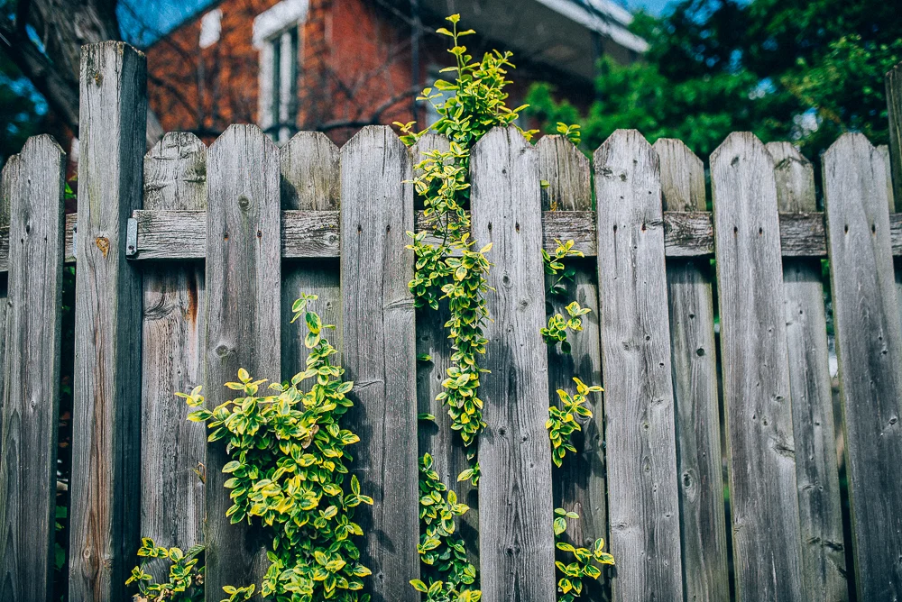 _DSC6015.jpg