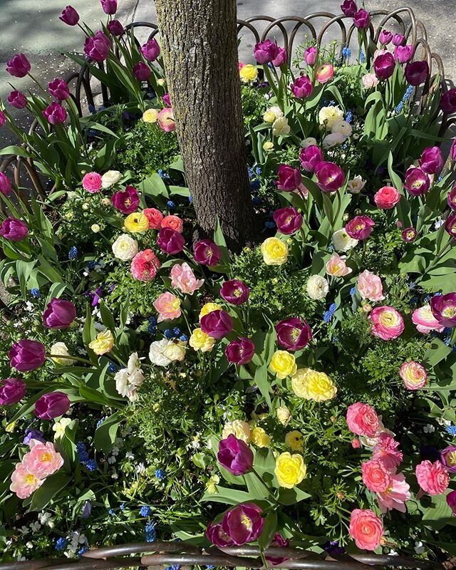It&rsquo;s Spring on Bleecker Street. Thank you to the person who planted this - it made my day.
