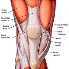 Muscles Knee.jpeg