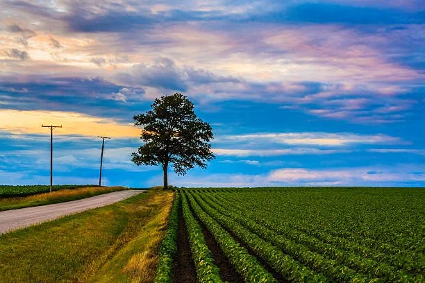 istock_roadtree.jpg