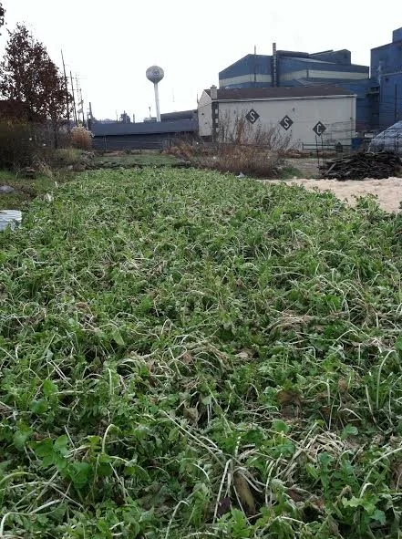forage-radish-dying-back-after-heavy-frost.jpg