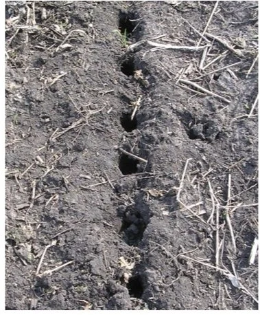 illinois radish holes after winterkill.jpg