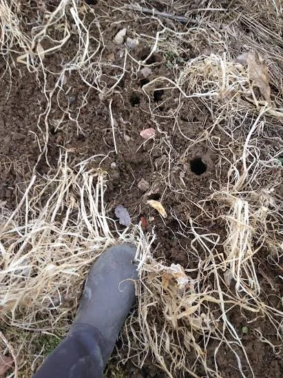 forage-radish-holes-spring.jpg