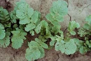 radish-flea-beetle-damage.jpg
