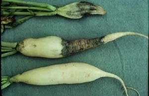 daikon-black-root.jpg
