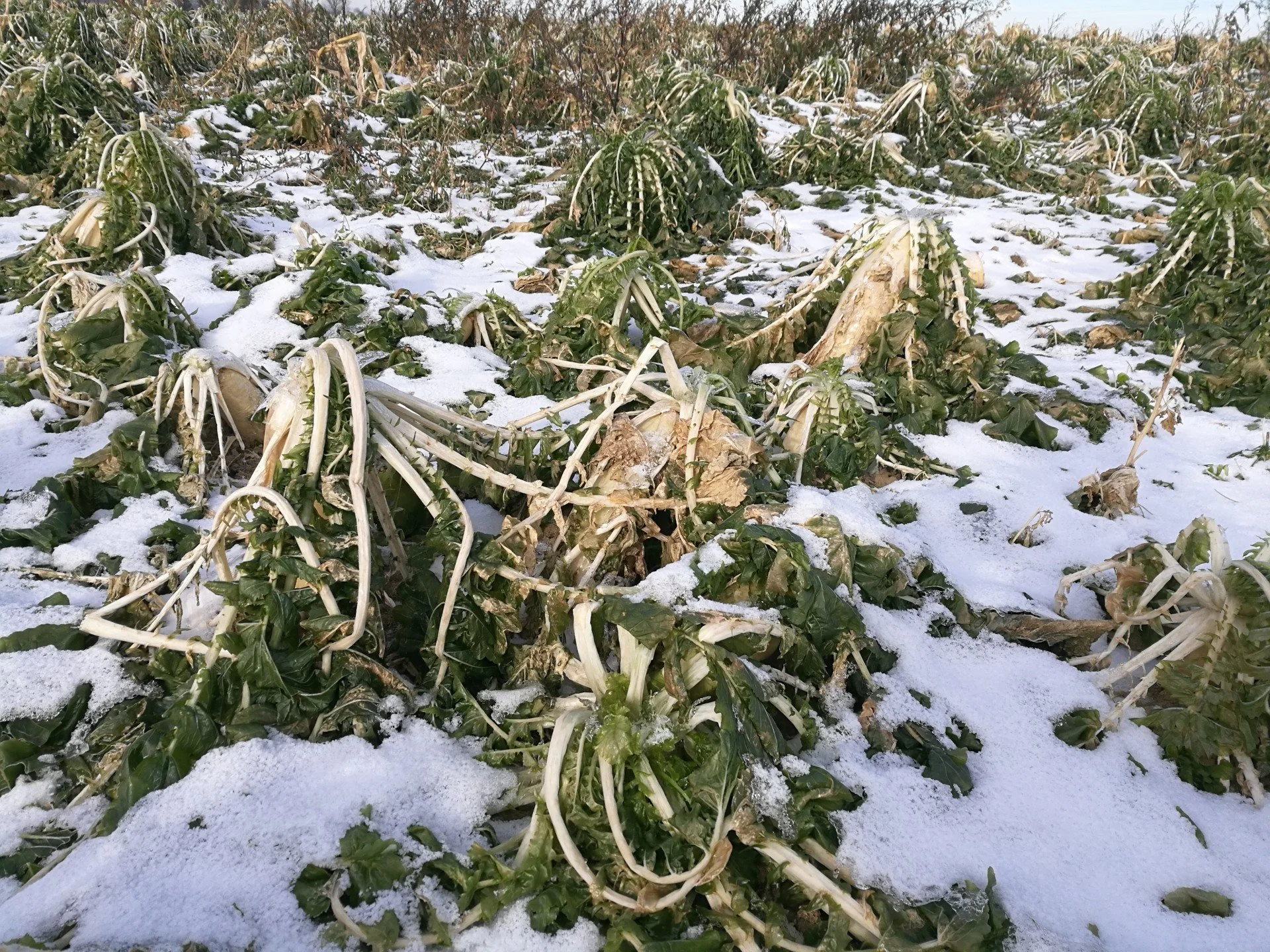 Daikon-radish-grown-in-the-field-as-a-cover-crop.jpg