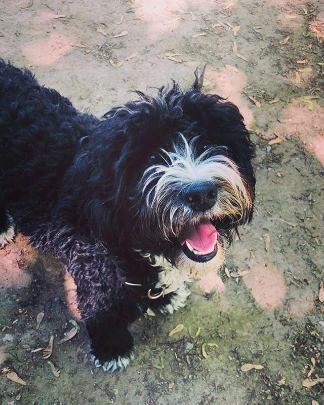 Party girl Toula 💕 we have missed you! 
#minibernedoodle#whildchild#toula#omdto