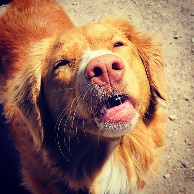 Aroo roo to you to Holly 💕

#happiness#holly#toller#goodtimes#omdto