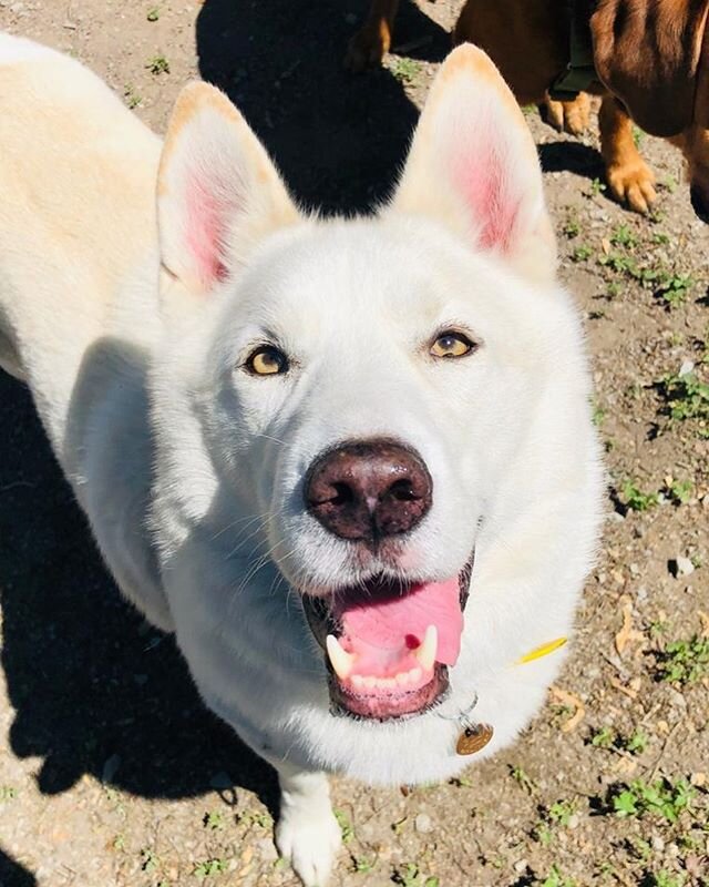 He&rsquo;s backkkkk 💙

Gus!! #husky#thebest#handsome#wemissedyou#omdto