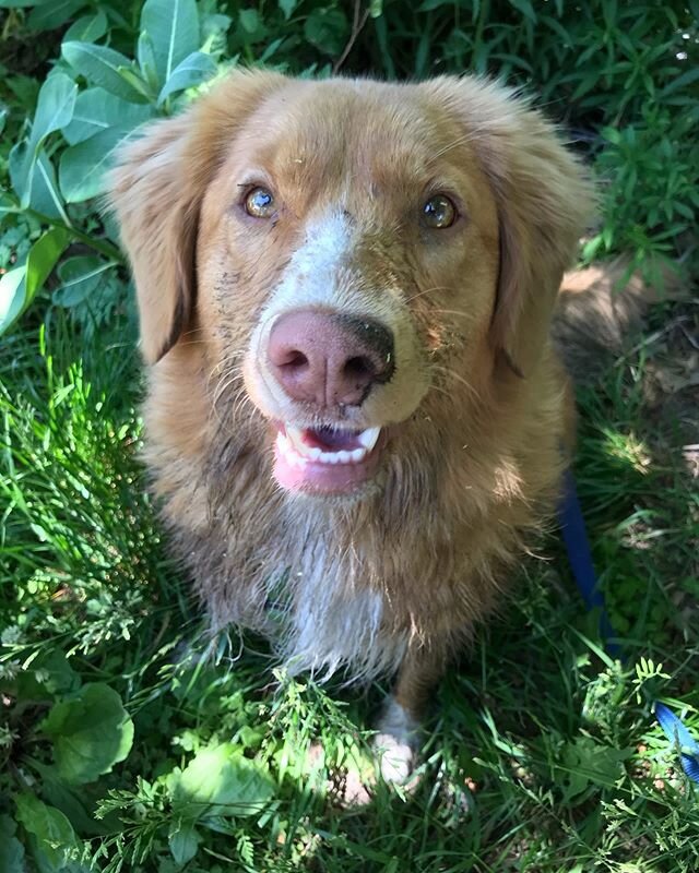 Holly - water babe and master dirt roller 💕

#holly#highparkadventures#ducktoller#omdto