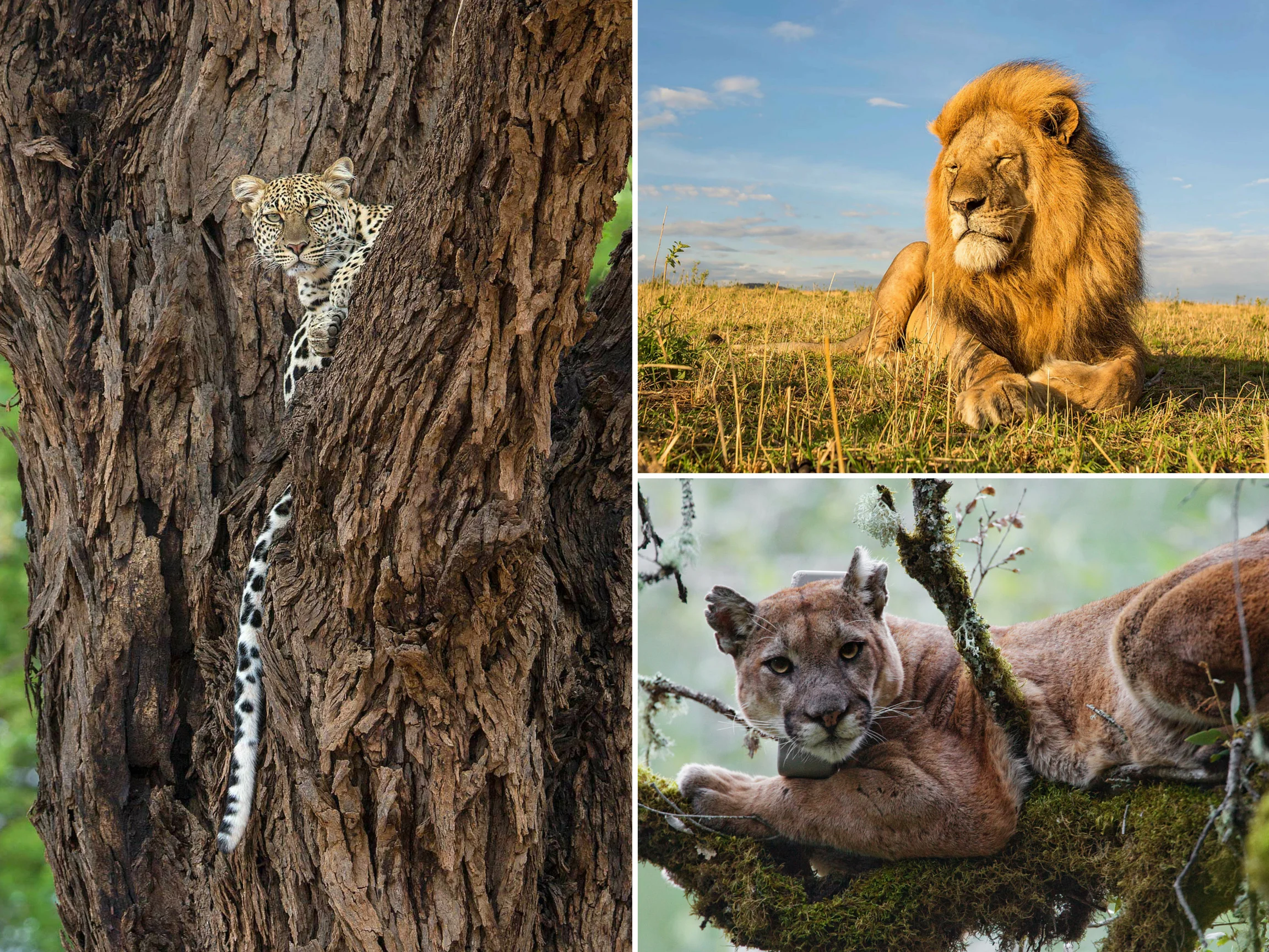 Chris Wilmers: Lions, Leopards, and Pumas