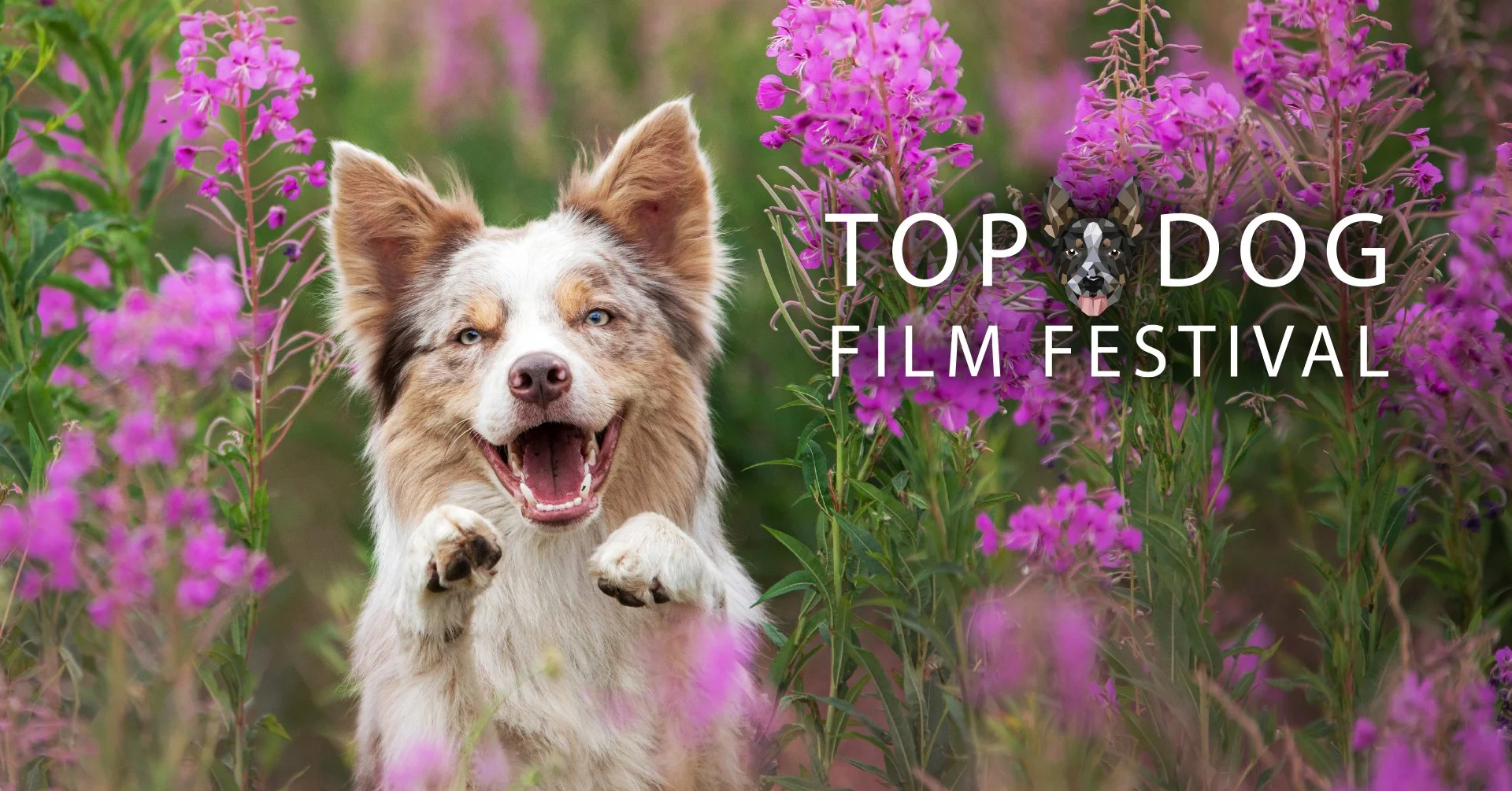 Top Dog Film Festival