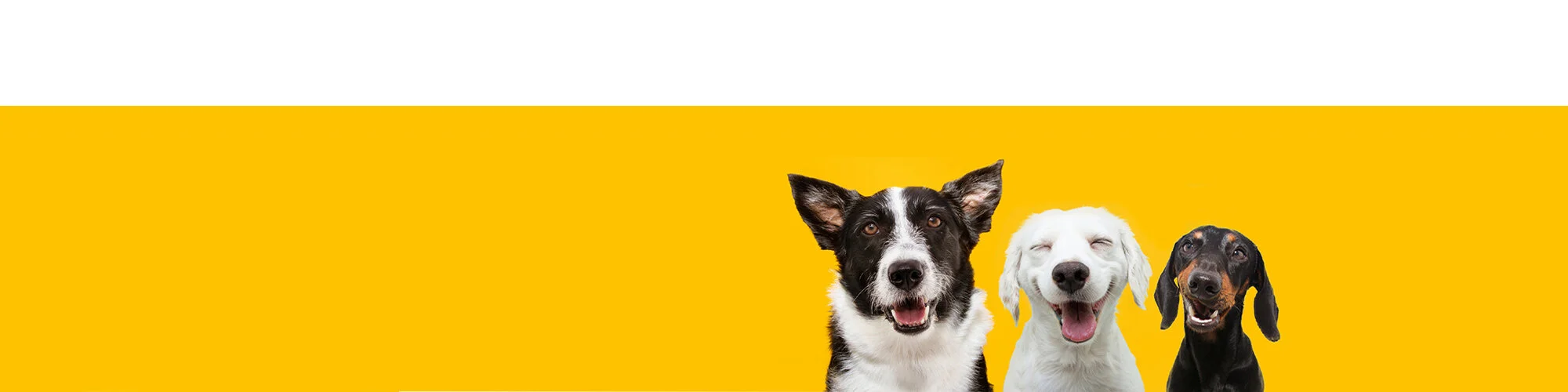 banner test.longer.about.2.jpg