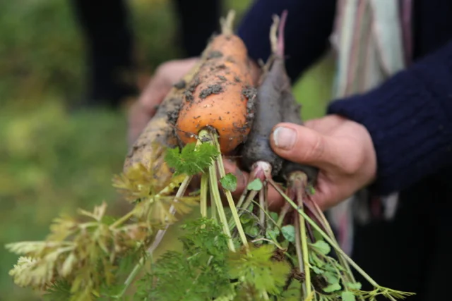 IZUHO-organic-farm-japan.jpg