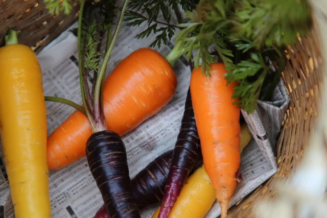 IZUHO-organic-farm-japan.jpgIZUHO-organic-farm-japan.jpg