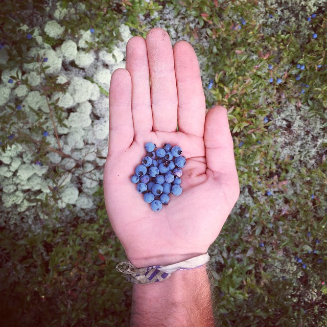 You just can't beat mountain top blueberries. #at2015 #nobo #ME #blueberries