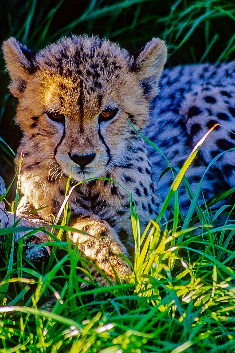 Baby Leopard