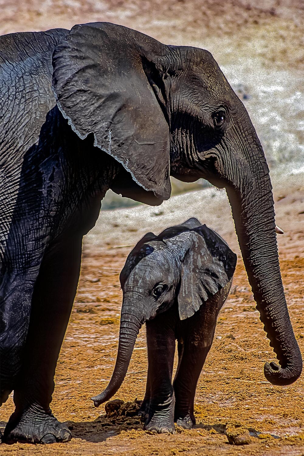 Mother & Baby