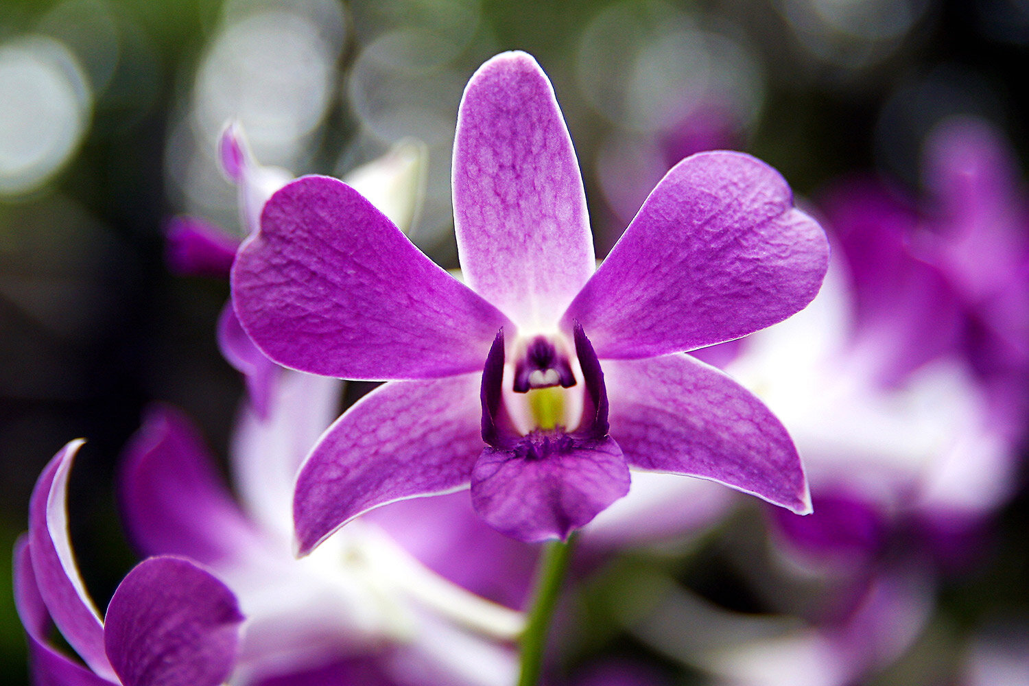 Purple Orchid